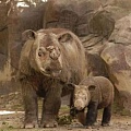 На свет появился редчайший носорог