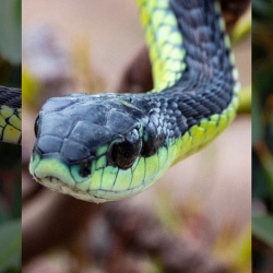 Кровь из глаз: 20 фактов о ядовитой змее бумсланг 