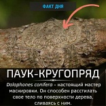 Паук Dolophones conifera