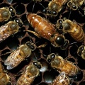 Неразборчивые в связях пчелы приносят пользу здоровью улья