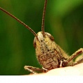 Транспортный шум меняет звуки насекомых
