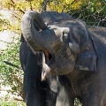 Слоны умеют "петь" так же, как люди 
