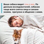 Что снится вашей собаке?