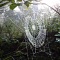 Козы-шелкопряды с геном паука