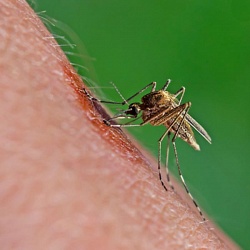 Как избавиться от комаров, не навредив своему здоровью
