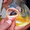 В Скандинавии появилась рыба, питающаяся мужскими яичками 