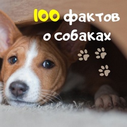 Все о собаках: 100 фактов, которые интересно узнать каждому