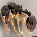 На Филиппинах нашли новые виды муравьев