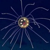 В Марианской впадине обнаружили "инопланетную" медузу