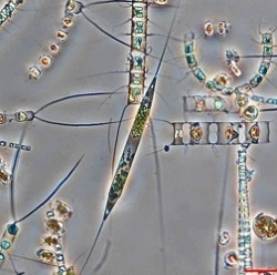 На планете стремительно исчезает морской фитопланктон