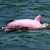 Розовый дельфин возглавляет список самых удивительных животных мира