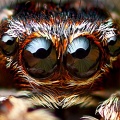 Удивительные глаза пауков-скакунов