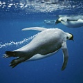 Что помогает пингвинам так быстро плавать?