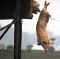 Прыжки с вышки улучшают качество мяса у свиней