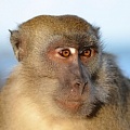 Ученые пересадили голову обезьяны