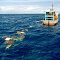 Миллионы морских черепах были убиты… случайно!
