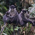 На Борнео обнаружили исчезнувший вид обезьян