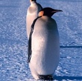 Фотографии со спутника помогут сосчитать пингвинов в Антарктике
