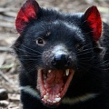Любопытные факты о тасманском дьяволе
