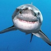 10 удивительных фактов об акулах, о которых вы не знали