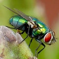 15 насекомых на пользу здоровью