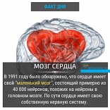 Мозг сердца