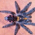 Ученые открыли девять новых видов тарантулов!