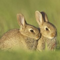 Кролики и овцы уничтожают ценные растения в Шотландии 