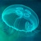 Клетки медузы диагностируют рак
