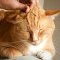 Поглаживания вызывают у кошек стресс