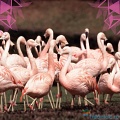 Любопытные факты о фламинго