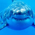 Ученые пересмотрели родословную белых акул