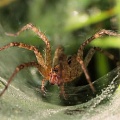 Зачем самки пауков съедают своих партнеров?