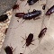Больше миллиона тараканов сбежало с китайской фермы