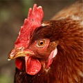 В чем связь между гребешками и яйцами у куриц?