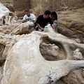 В Сербии нашли братскую могилу мамонтов