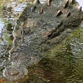 Найден древний крокодил-людоед