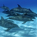 Как общаются дельфины?