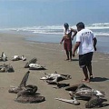 В Перу расследуют смерть пеликанов