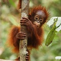 Почему орангутанги больше всего времени проводят на деревьях?