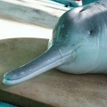 Ученые ищут "вымершего" китайского речного дельфина