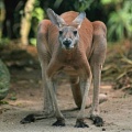 Любопытные факты о кенгуру