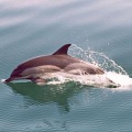 Дельфины становятся основным продуктом питания в бедных странах