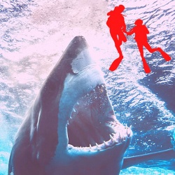 16 фактов про нападение акул на человека, способные вас ошарашить