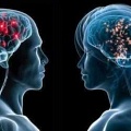 Обнаружена существенная разница между мозгом женщины и мужчины