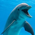 Дельфины могут не спать больше 2-х недель