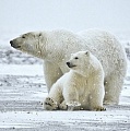 Белый медведь может не выжить в новой среде обитания