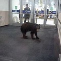 Медведь устроил переполох в торговом центре