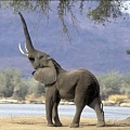 Ученые обнаружили у слонов шестой палец