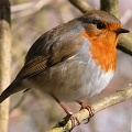 Красочные птицы чаще страдают из-за проблем со зрением